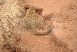 leipzig zoo-01_07_2011_zoo_allgemein_347